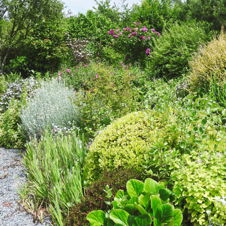 Alchemille bio Brocéliande – L'hermine et l'ajonc