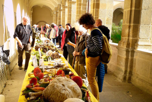 stand-d’exposition-des-champignons-3