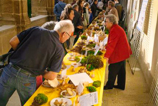 stand-d’exposition-des-champignons