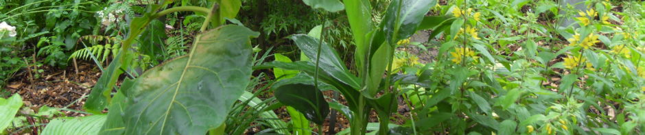 Société d'Horticulture du Pays de Redon