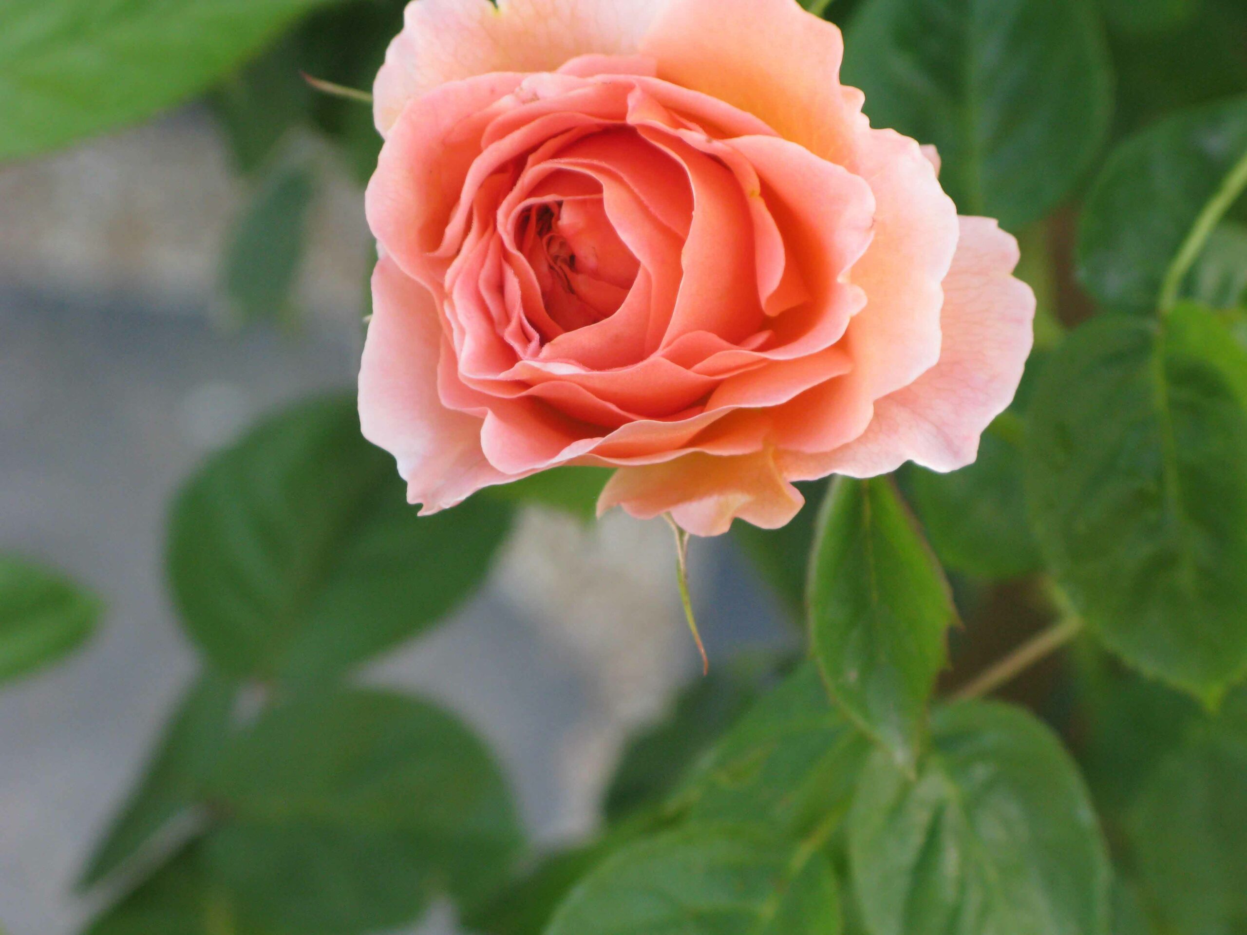 Fleur de Douceur Redonnaise en gros plan