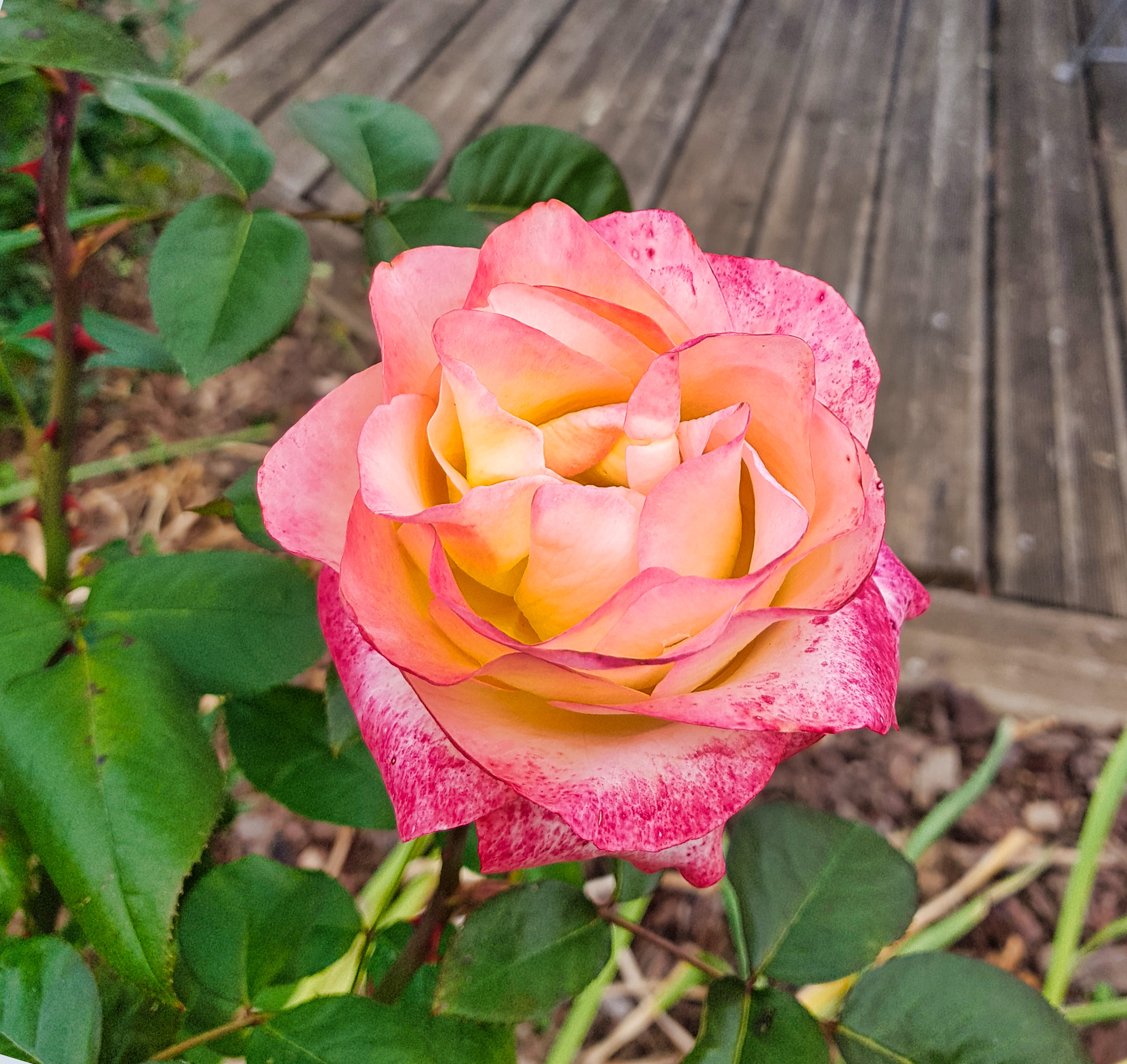 Rose Douceur Redonnaise