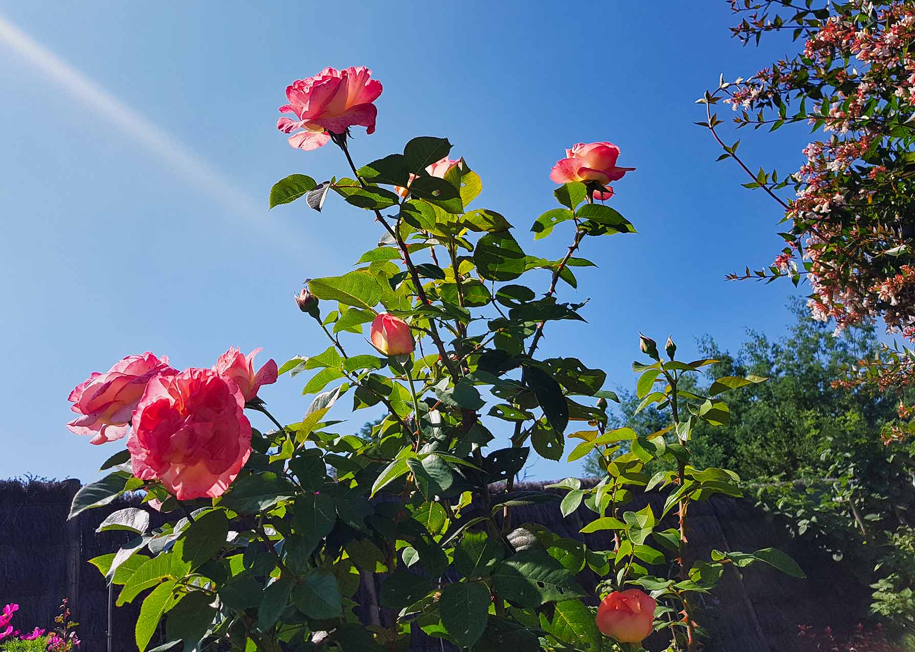 Rosier Douceur Redonnaise au jardin